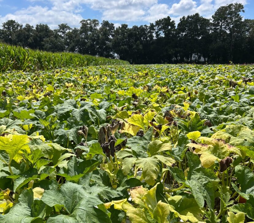 Foliar symptoms of gummy stem blight in pumpkin.