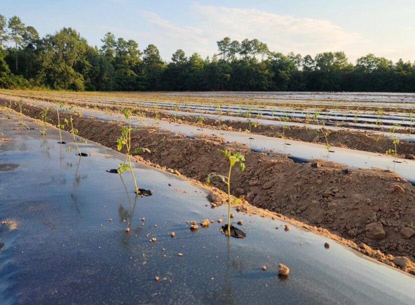 fresh planting of cherry tomatoes.