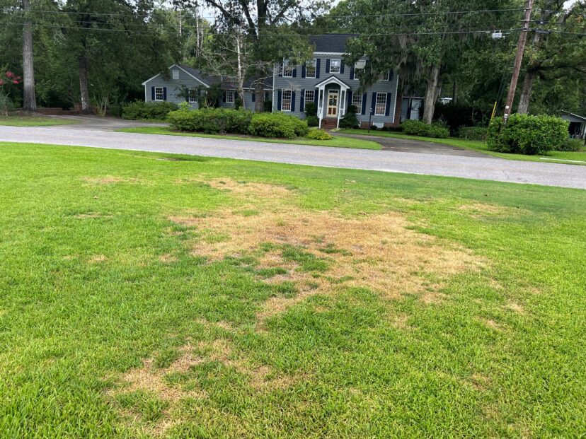 Fungal diseases can seriously damage lawns and need to be treated quickly.