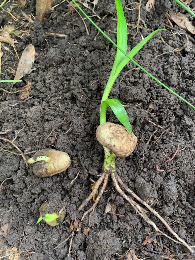 Germinated seeds of Crinum bulbispermum.