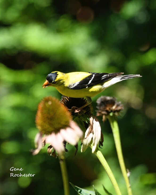 Goldfinch feeding on echinacea seeds.
