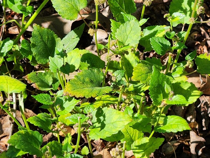 If the stems are broken, mulberry weed will develop multiple short stems.