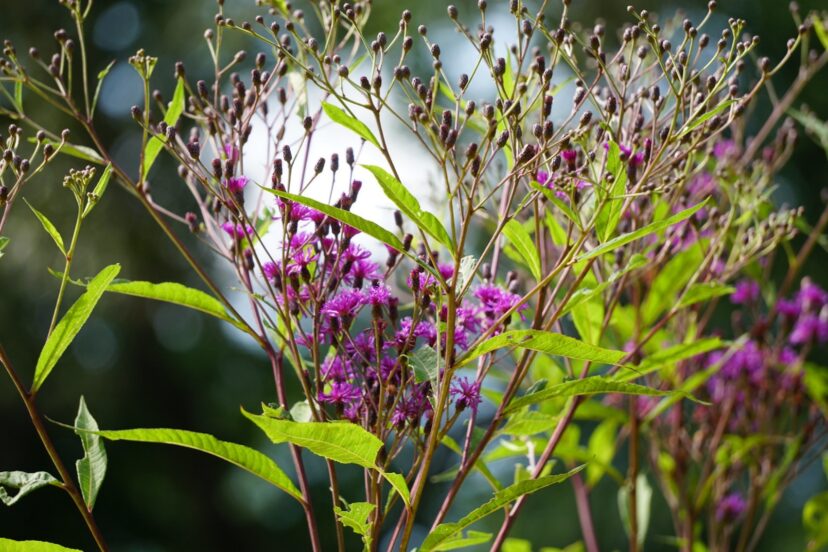 Ironweed (Vernonia sp.)