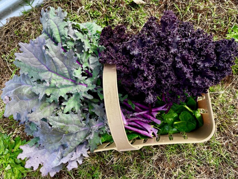 Kale and spinach can be grown in both fall and spring