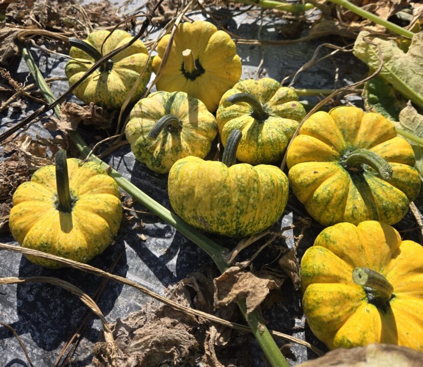 mottling-pumpkin