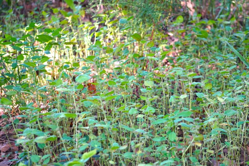 Mulberry weed grows best on bare ground in moist, shady areas.