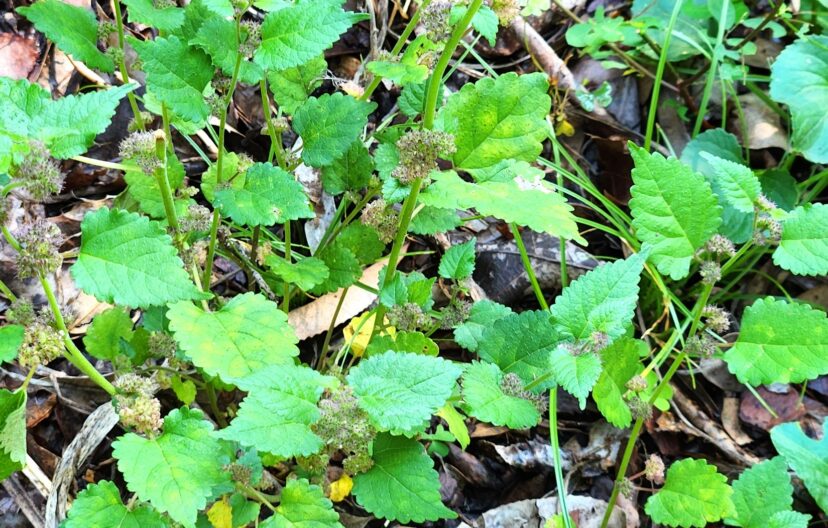 Mulberry weed has paper-thin, triangular-shaped leaves