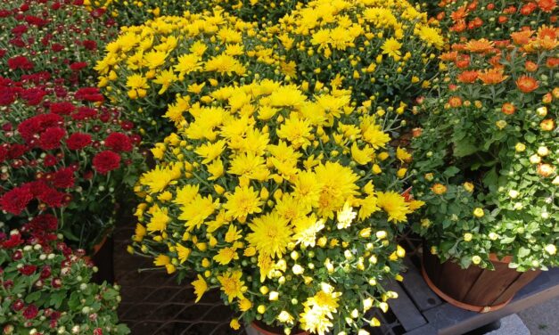 Seasonal Container Gardening: Fall Through Winter