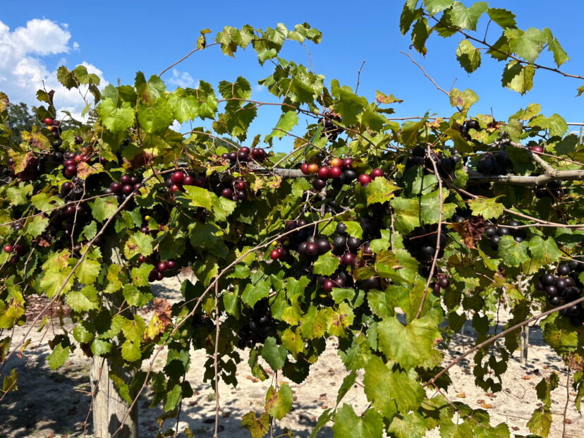 Muscadines are producing extremely well this season with heavy crop loads.
