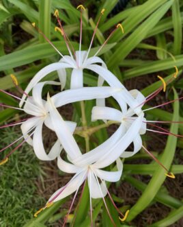 Native swamp crinum.