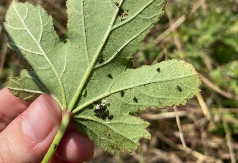  Newly hatched ladybugs on an okra leaf