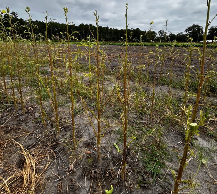 Okra severely damaged by two-spot cotton leafhoppers.
