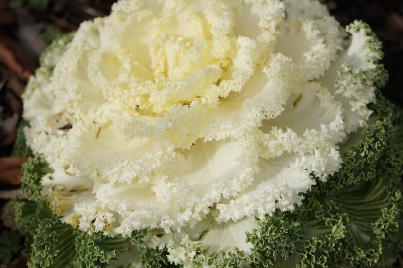 Ornamental cabbage