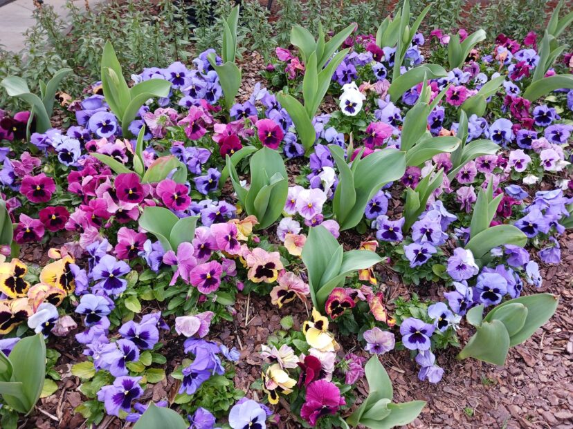 Pansies and violas