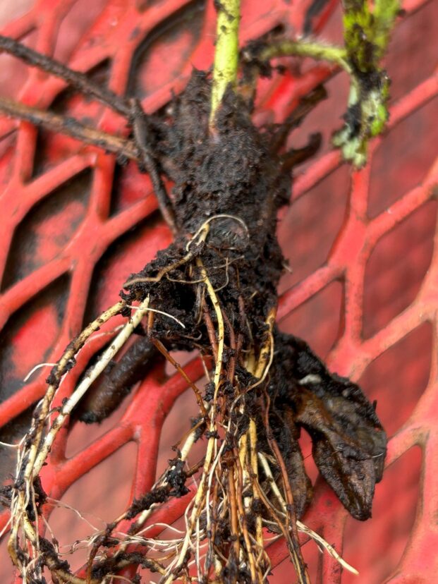 Phytophthora root rot found on bare root strawberry transplants.