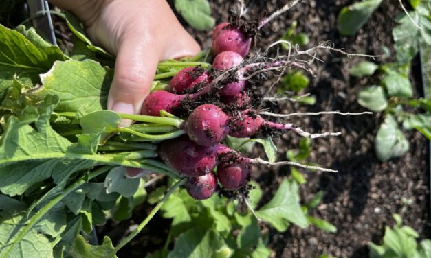 This Month in Your Garden – September 2025