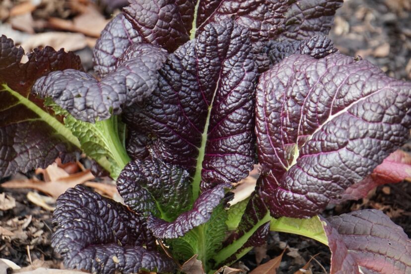 'Red Giant' mustard