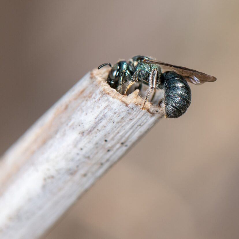 Small carpenter bee nesting in a sumac stem.