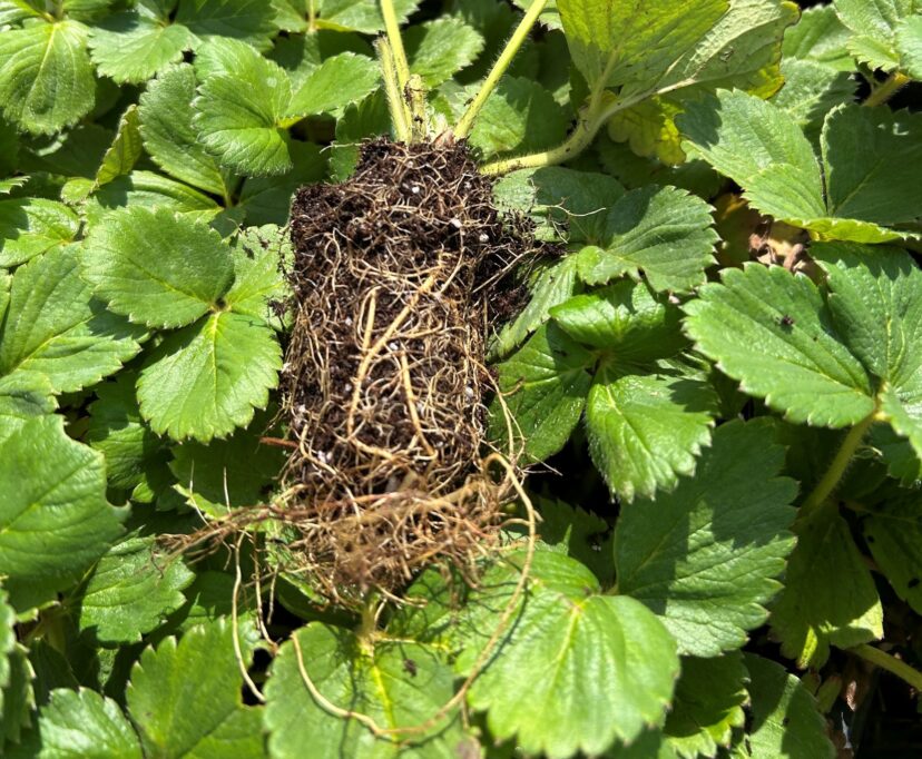 strawberry roots appear clean and white