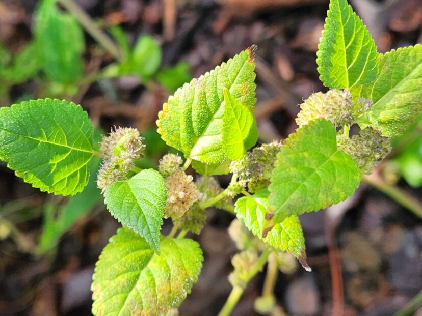 The cymes will turn brown as the flowers age and seeds mature