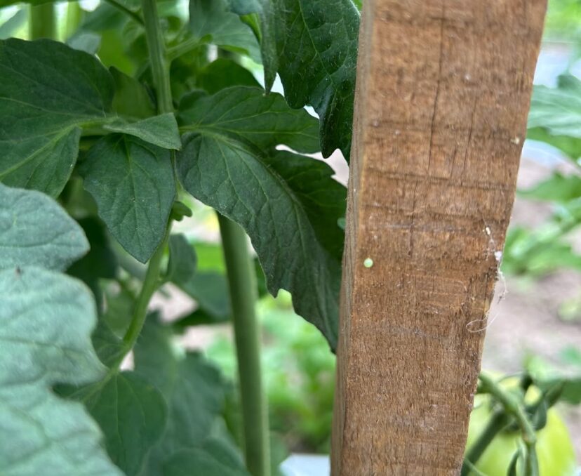 Tomato hornworm eggs are commonly laid singly on tomato stakes. Make sure to scout tomato stakes when scouting for tomato pests.