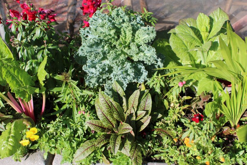 variety of cool-season plants were planted together in this container