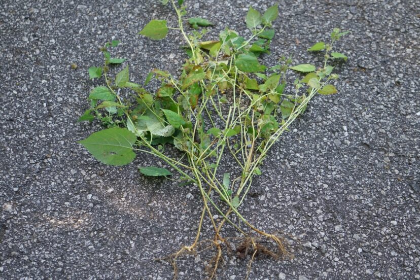 When hand weeding, it’s important to pull the plants up by the crown and roots.