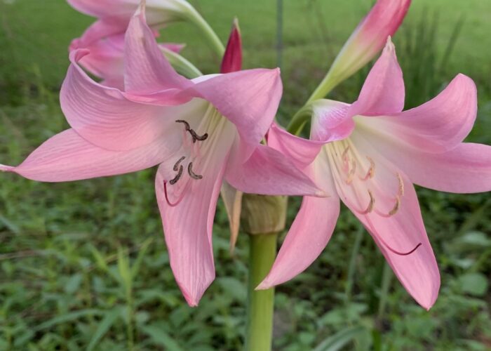 White Crinum x powellii ‘Album’ has large, trumpet-shaped flowers.