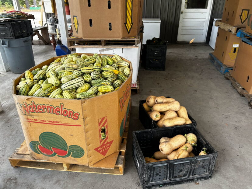Winter squash