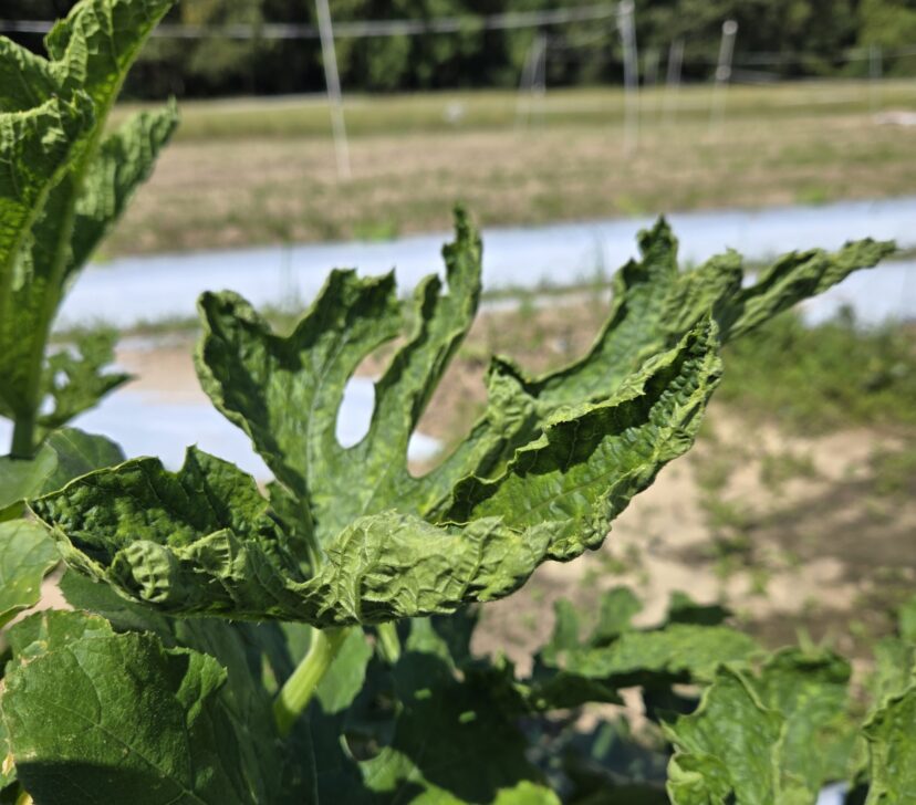 Wrinkling of pumpkin leaves as a result of viral infection.