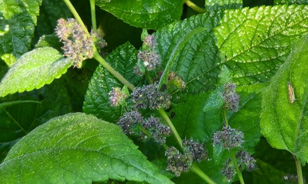 Mulberry Weed: Why Gardeners Hate This Invasive Intruder