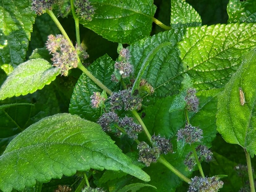 Young purple flower cymes are produced at the leaf axils.