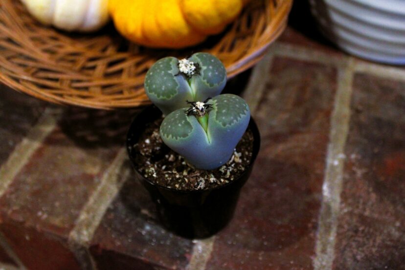 A cactus in a pot AI-generated content may be incorrect.