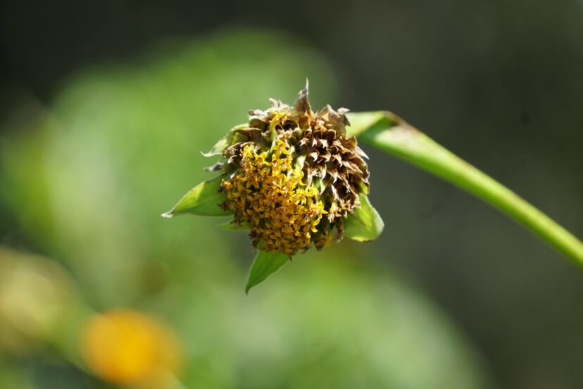 The seeds form in a spiky mass that mimics the shape of the small disc flowers in the center of the flower.