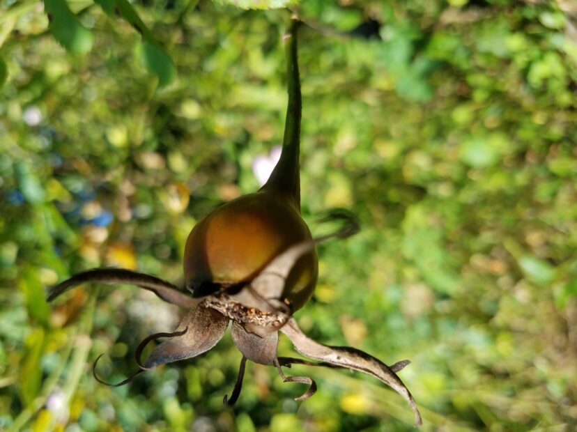 Rose hip color ranges from oranges, yellows, reds, to deep purples, depending on the rose species and cultivar.