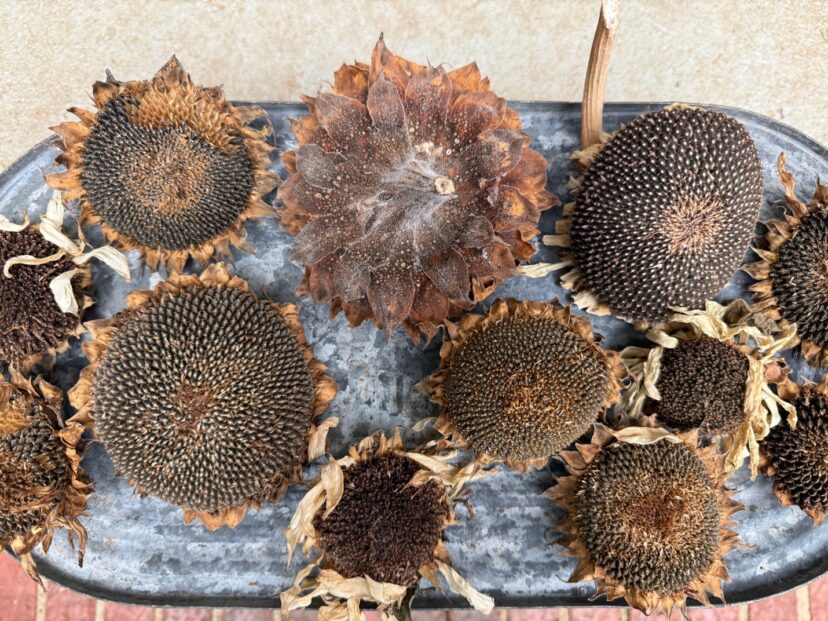 Sunflower seeds are easily harvested once the seedheads dry.