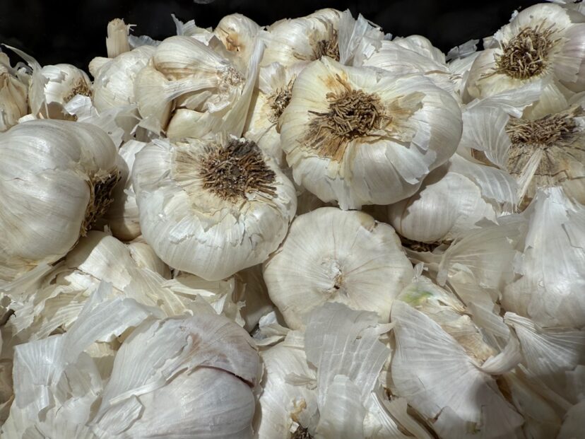 Garlic is available at farmer’s markets and grocery stores, but it can be grown by you.