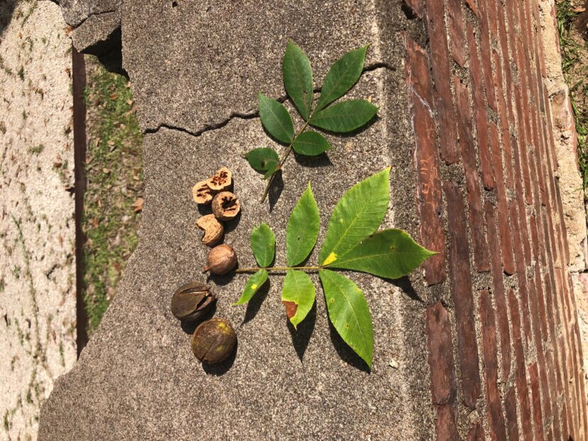 Hickory tree leaves and fruit.