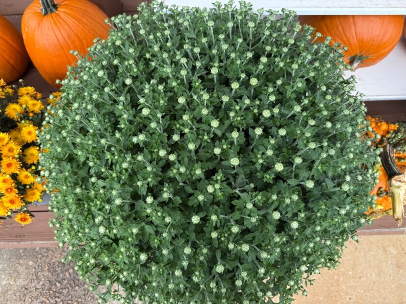 Purchase mums before blooms pop for lasting seasonal color.