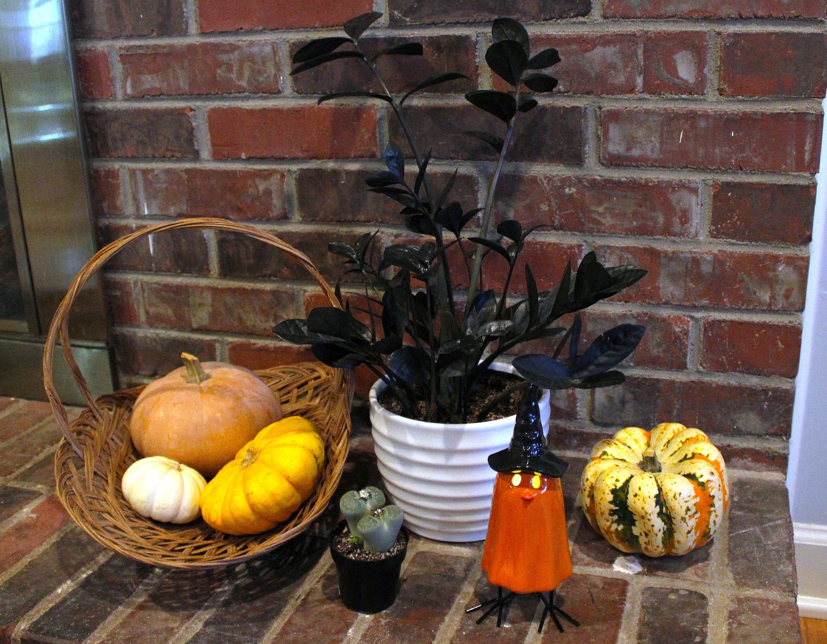 Spooky Houseplants: How to Use Halloween-Themed Indoor Plants for Fall  Dcor | Home & Garden Information Center