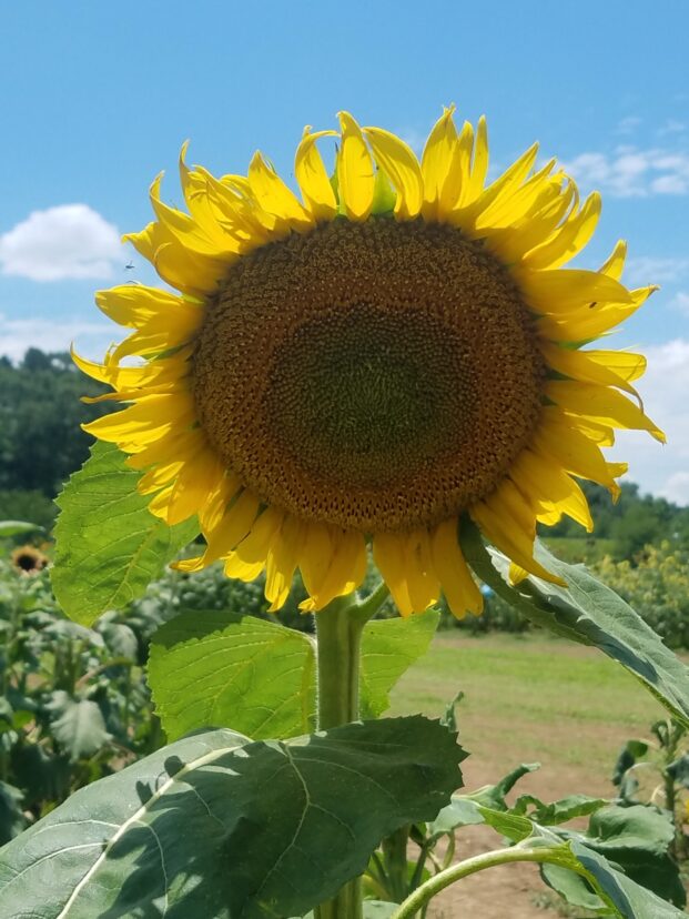 The center florets of the sunflower produce seed