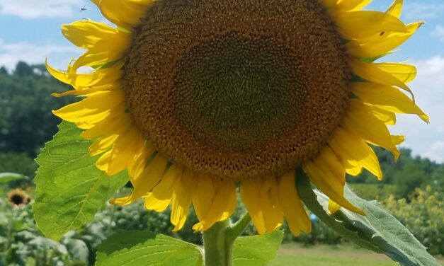 This Month in Your Garden — October 2025
