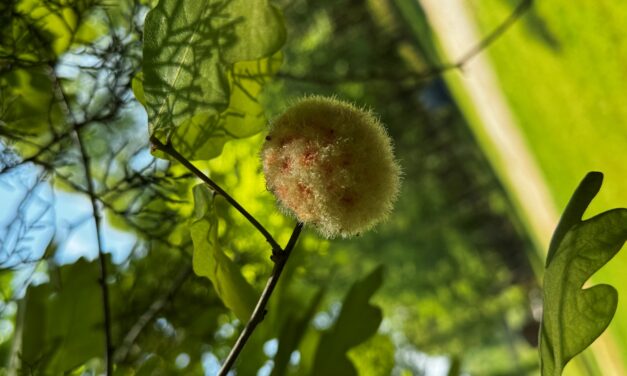 Wool Sower Gall (<em>Callirhytis seminator</em>) – Causes, Life Cycle & Control