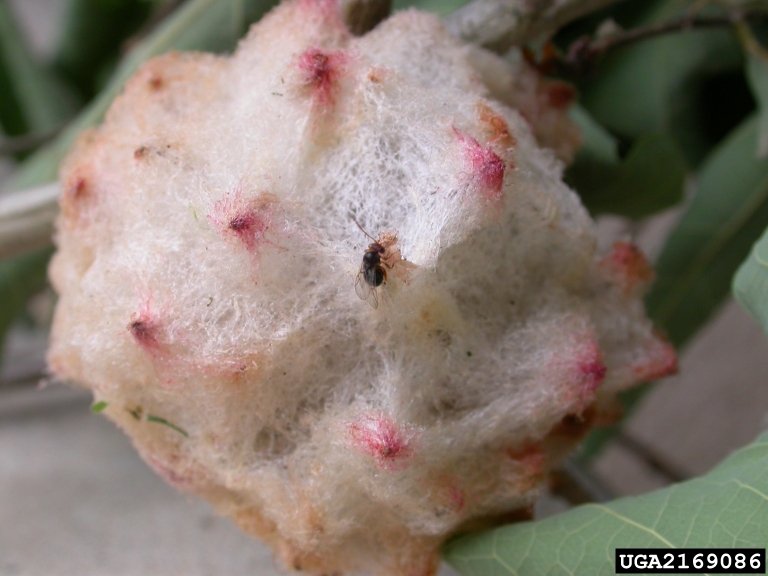 An adult Gall wasp will tunnel through and usually emerge in June/July.