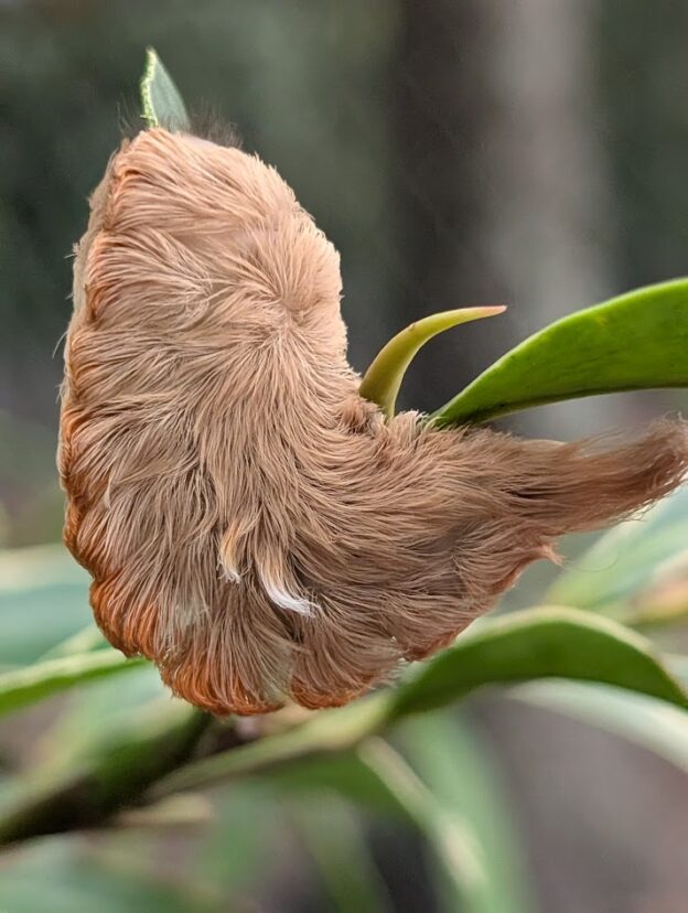 Back of a flannel caterpillar.