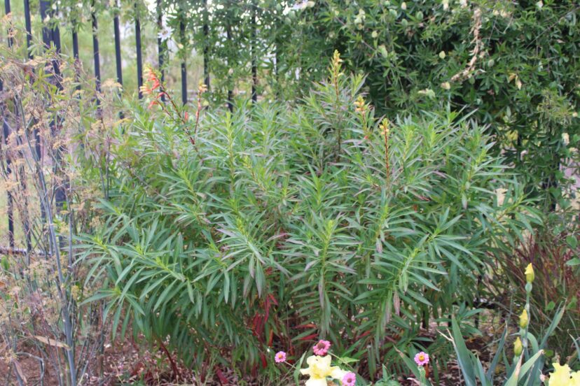 Candy corn plants have a lush, bushy habit.