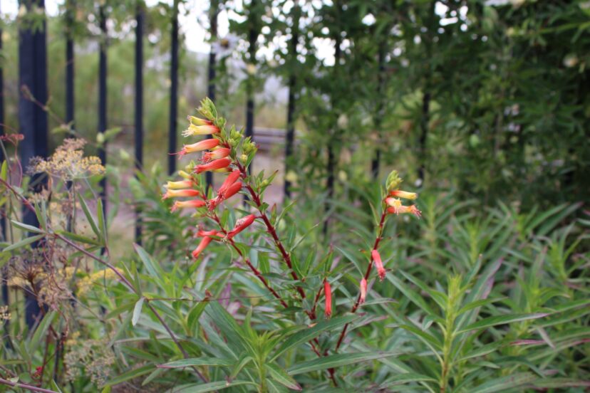 Candy corn plants start blooming in September