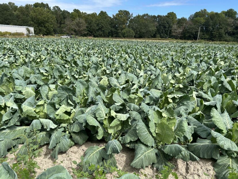 Collards are progressing well, but they sure could use some rain!