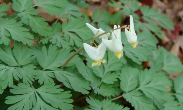 Native Plant Spotlight: Bleeding Hearts (<em>Dicentra</em> spp.) 