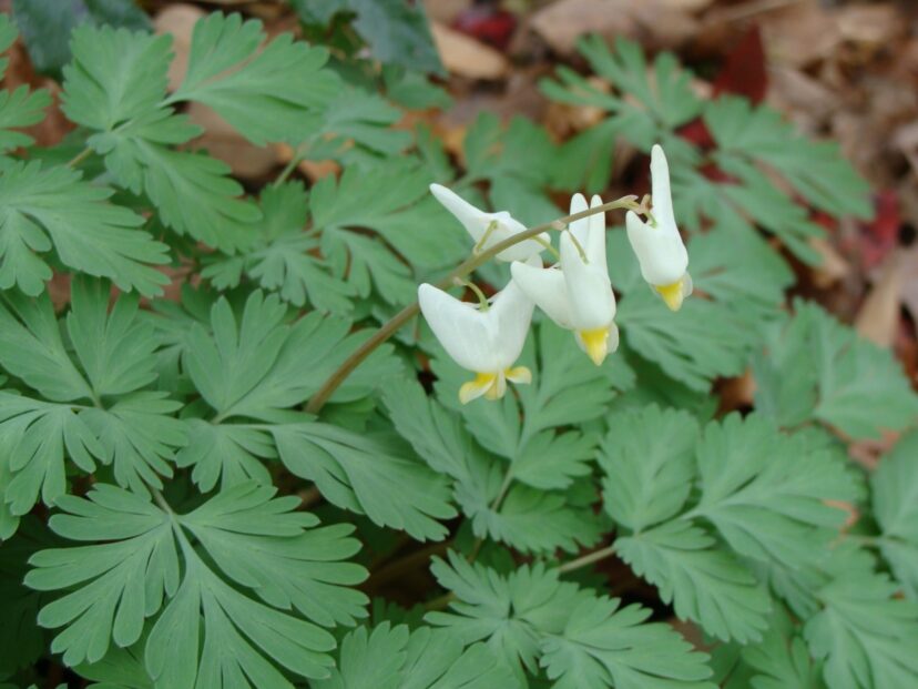 Dutchman's Breeches (Dicentra cucullaria) looks like little pairs of pants turned upside-down. 